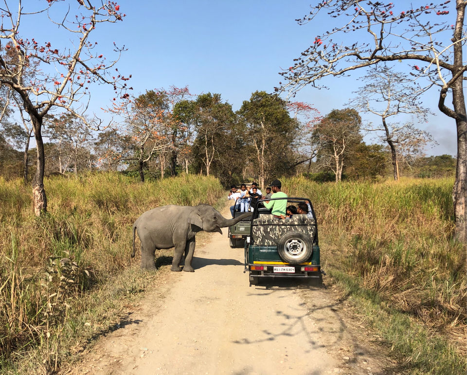 Photo of Kaziranga National Park by Shah Alam