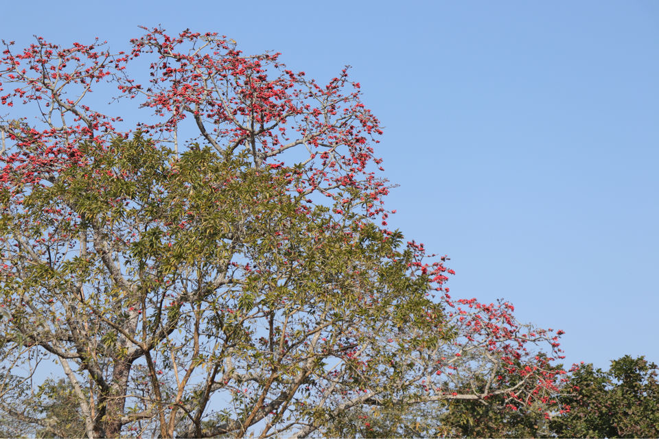 Photo of Kaziranga National Park by Shah Alam