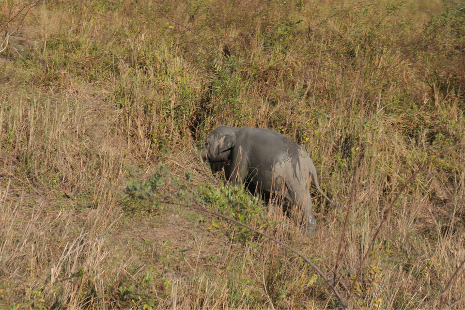 Photo of Kaziranga National Park by Shah Alam