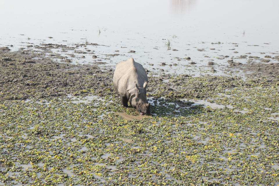 Photo of Kaziranga National Park by Shah Alam