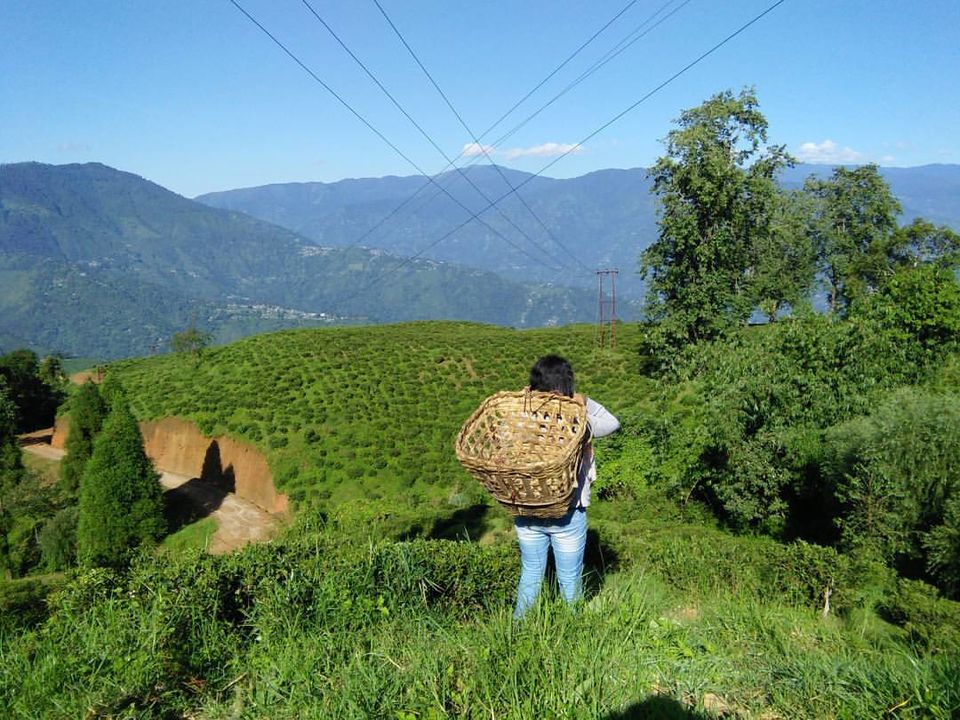 Photo of Darjeeling - Sikkim - Feel the Magical Aroma of Nature 4/6 by Priti Raman Vishwakarma