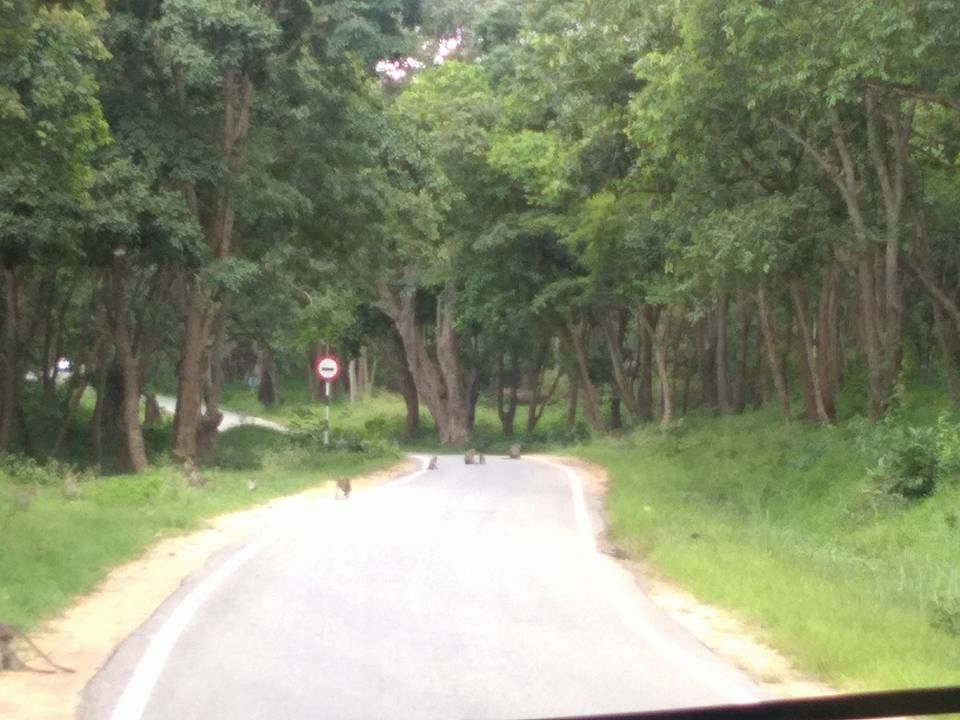 Photo of Welcome to B R Hills (Biligirirangana Hills) 6/11 by atanu