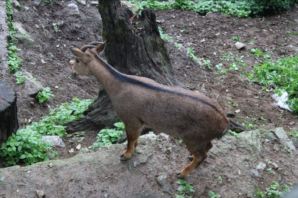 Photo of Padmaja Naidu Himalayan Zoological Park, Jawahar Parbat, Darjeeling, West Bengal, India by Anv._.Guru