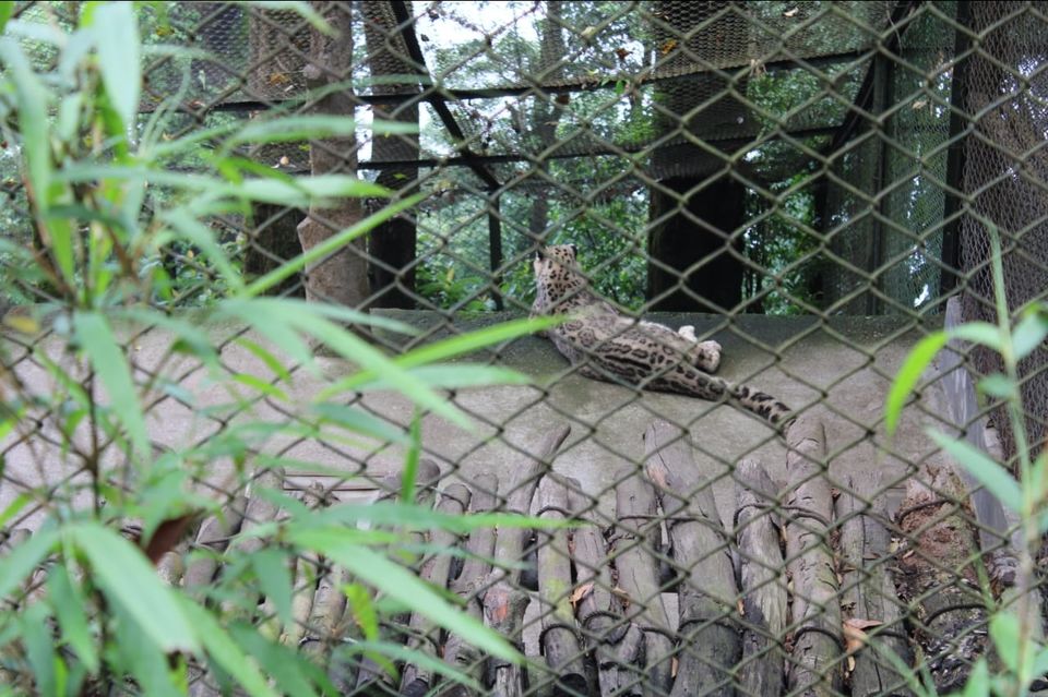 Photo of Padmaja Naidu Himalayan Zoological Park, Jawahar Parbat, Darjeeling, West Bengal, India by Anv._.Guru