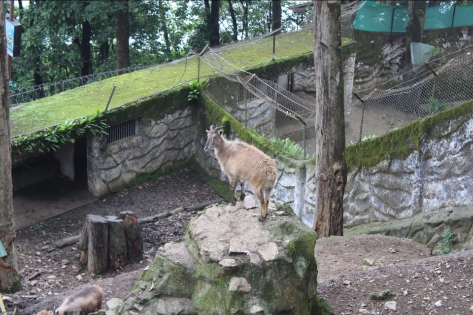 Photo of Padmaja Naidu Himalayan Zoological Park, Jawahar Parbat, Darjeeling, West Bengal, India by Anv._.Guru