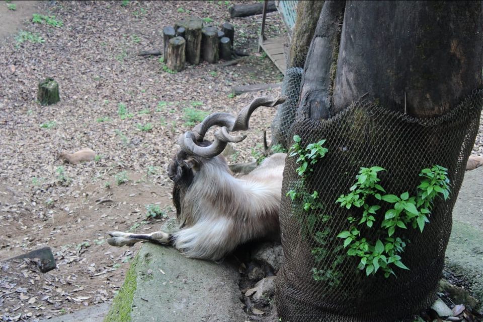 Photo of Padmaja Naidu Himalayan Zoological Park, Jawahar Parbat, Darjeeling, West Bengal, India by Anv._.Guru