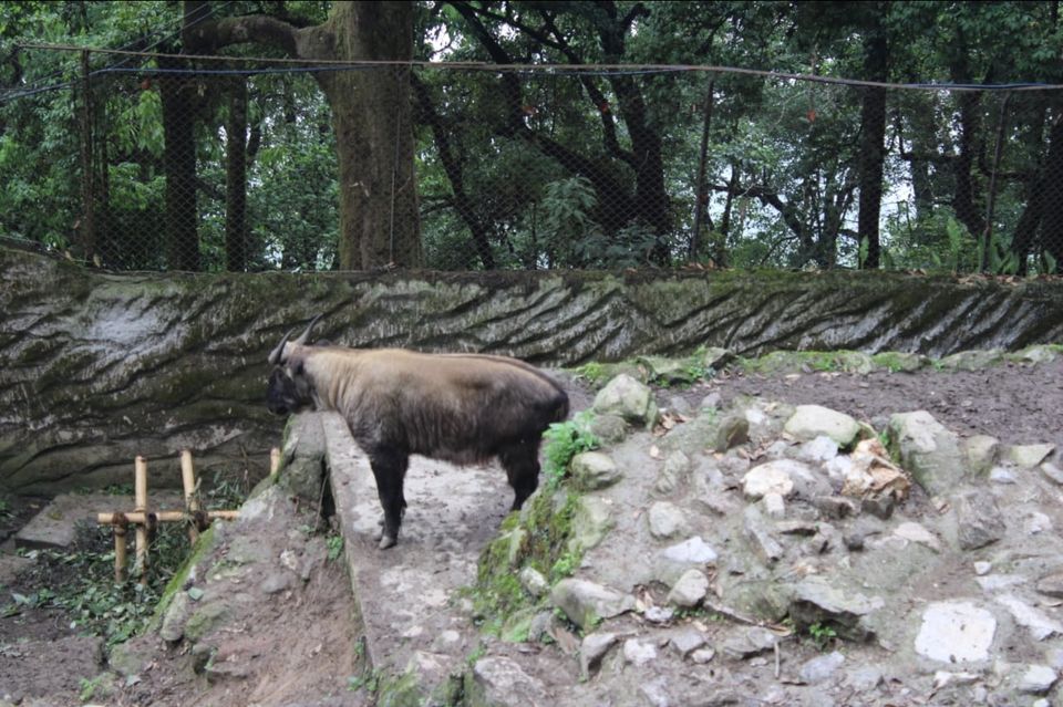 Photo of Padmaja Naidu Himalayan Zoological Park, Jawahar Parbat, Darjeeling, West Bengal, India by Anv._.Guru