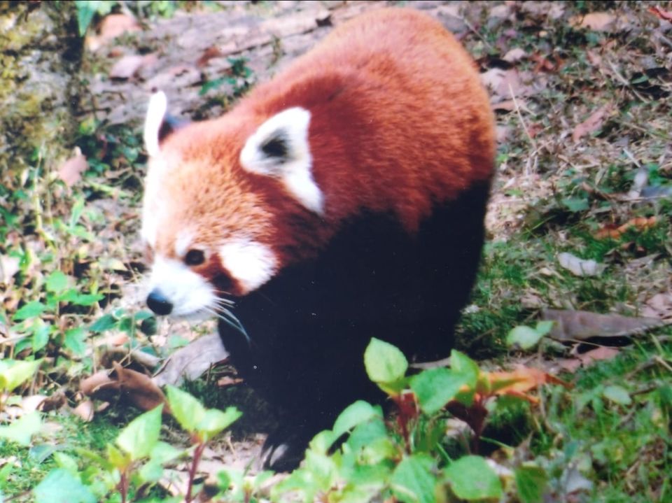 Photo of Padmaja Naidu Himalayan Zoological Park, Jawahar Parbat, Darjeeling, West Bengal, India by Anv._.Guru