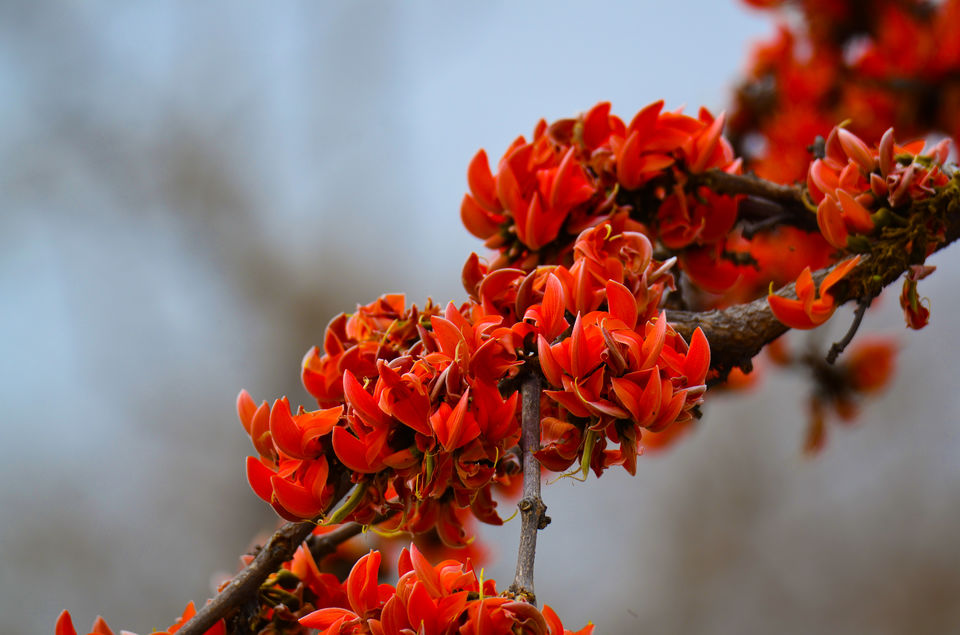 Photo of Celebrate Colors with Wilderness by Ambuj Jain