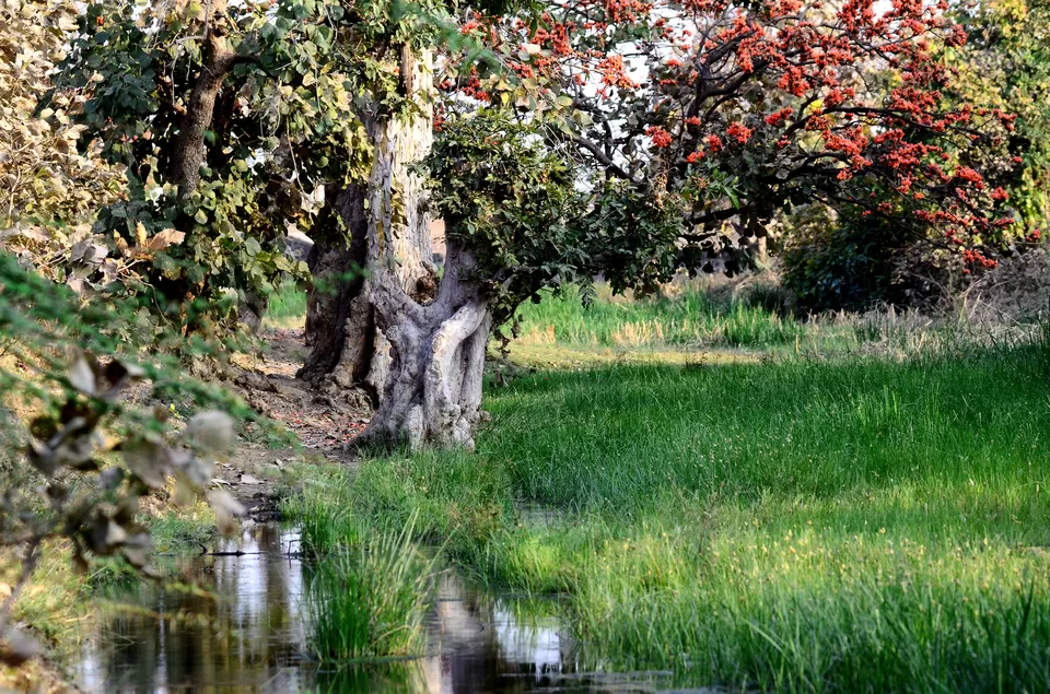 Photo of Celebrate Colors with Wilderness by Ambuj Jain