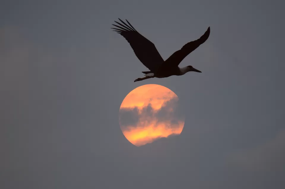 Photo of Celebrate Colors with Wilderness by Ambuj Jain