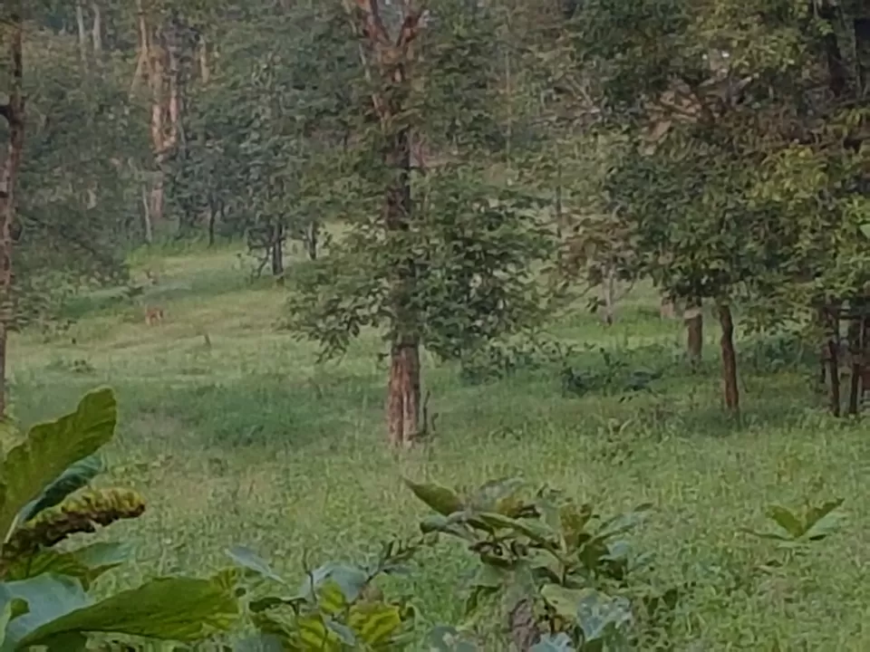 Photo of Survival Night in Forest by Ambuj Jain