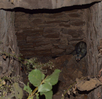 Photo of Trip to Forgotten Kingdom!!! Inside Ratapani Wildlife Sanctuary by Ambuj Jain