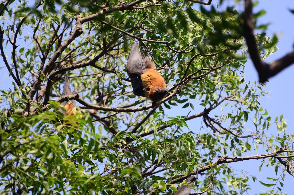 Photo of Guide to Yawal Wildlife Sanctuary 12/18 by Ambuj Jain
