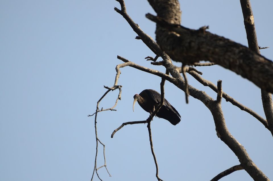 Photo of Guide to Yawal Wildlife Sanctuary 13/18 by Ambuj Jain