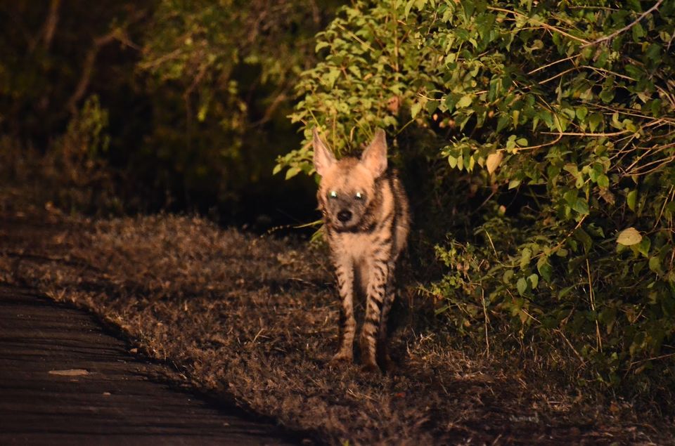 Photo of Guide to Yawal Wildlife Sanctuary 14/18 by Ambuj Jain