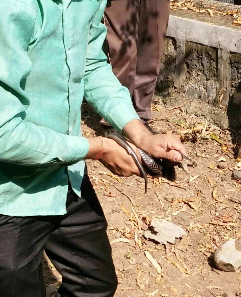 Photo of Guide to Yawal Wildlife Sanctuary 18/18 by Ambuj Jain