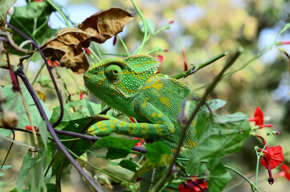 Photo of Guide to Yawal Wildlife Sanctuary by Ambuj Jain