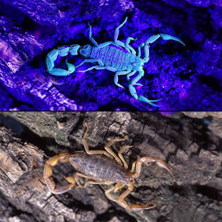 Photo of Tips for Night Camping by Experts 9/12 by Ambuj Jain