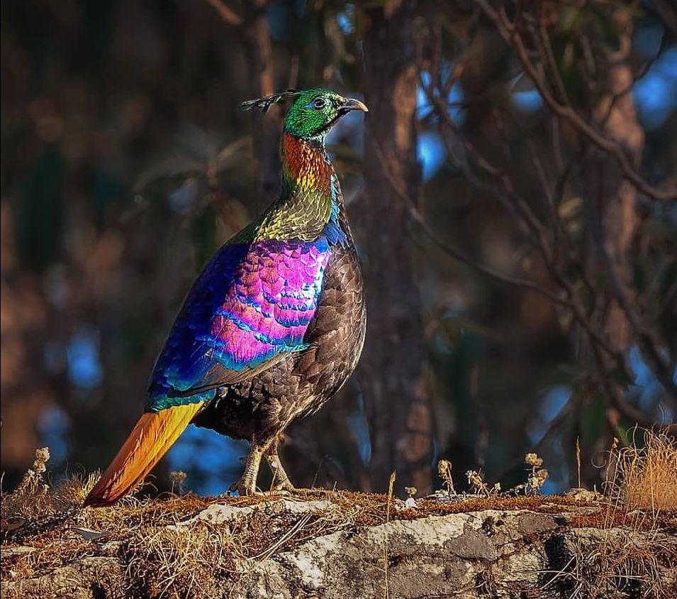 Photo of Uttarakhand- an offbeat journey by Amit Tarai