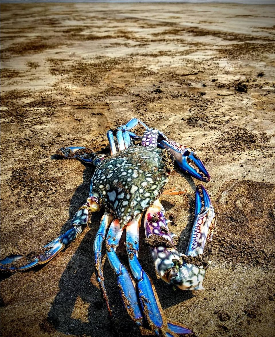 Photo of Alibaug - frolic in the sea by Amit Tarai