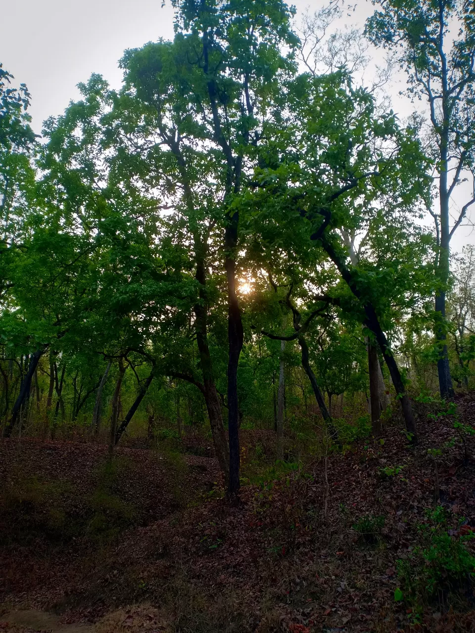 Photo of Forest Rangers College, Balaghat, Balaghat, Madhya Pradesh, India by Rahul Nawani