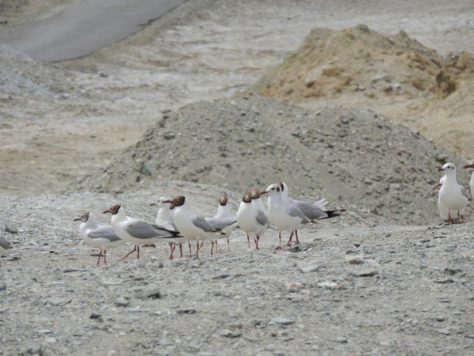 Photo of Pangong Lake by Pushpak Apte