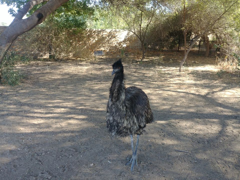 Photo of Akal Wood Fossil Park, Akal, Rajasthan, India by Pushpak Apte