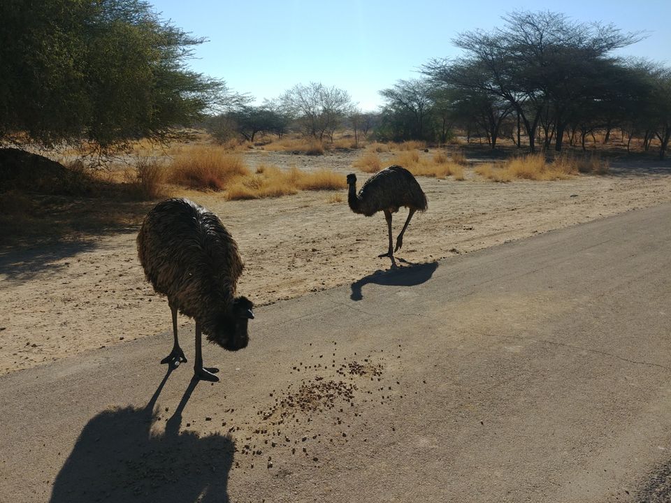 Photo of Akal Wood Fossil Park, Akal, Rajasthan, India by Pushpak Apte