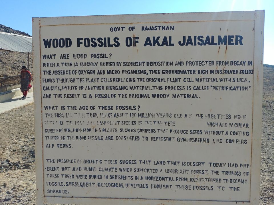 Photo of Akal Wood Fossil Park, Akal, Rajasthan, India by Pushpak Apte