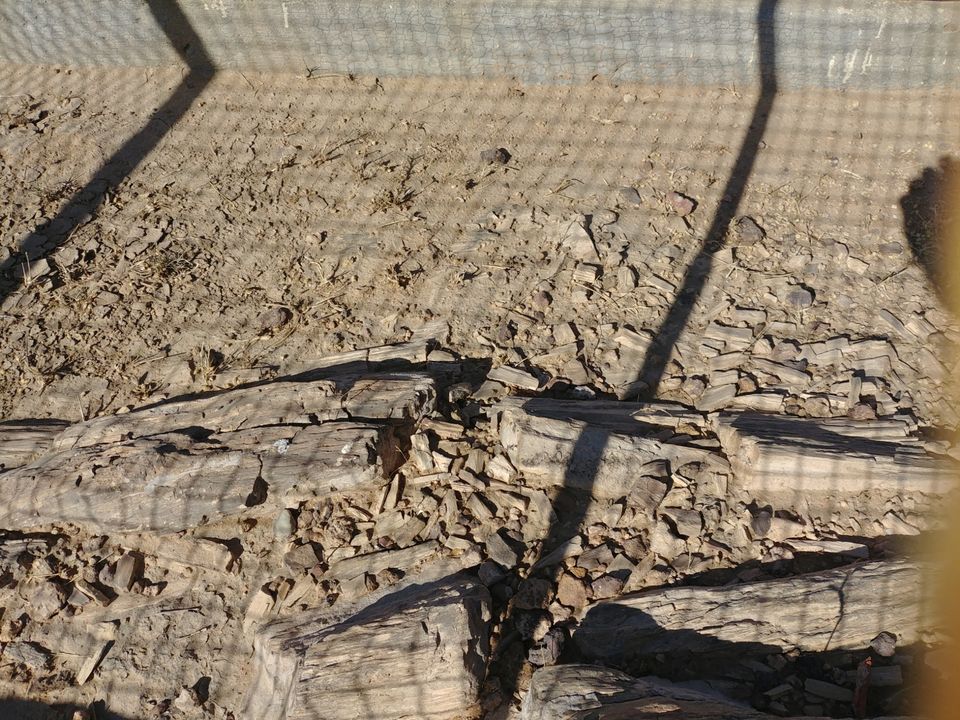 Photo of Akal Wood Fossil Park, Akal, Rajasthan, India by Pushpak Apte