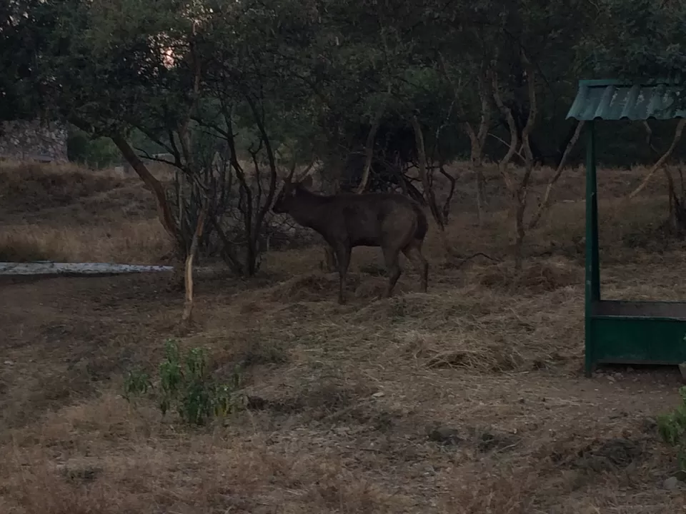 Photo of SajjanGarh Biological Park, Fateh Sagar Road, Main Gate, Malla Talai, Udaipur, Rajasthan, India by Leisure Traveller