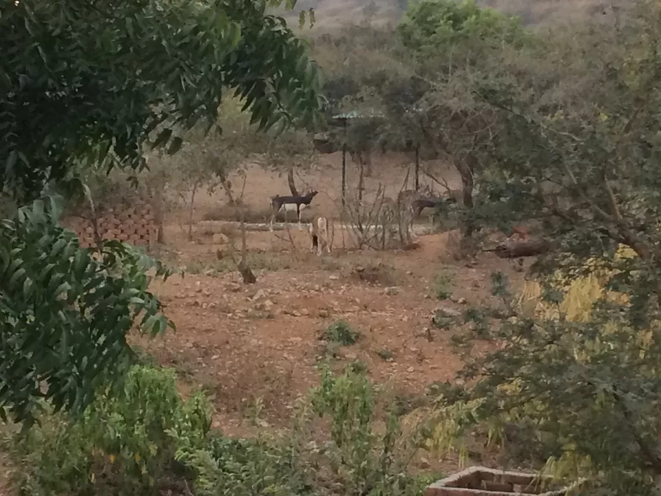 Photo of SajjanGarh Biological Park, Fateh Sagar Road, Main Gate, Malla Talai, Udaipur, Rajasthan, India by Leisure Traveller