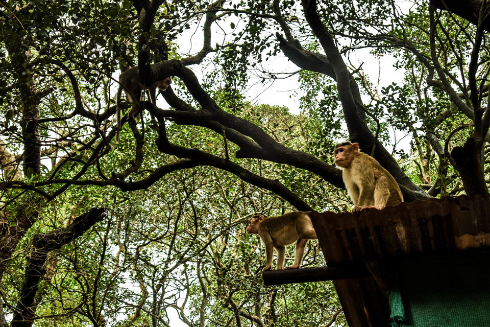Photo of The color of monsoon in - Matheran 6/10 by Avinash Patra