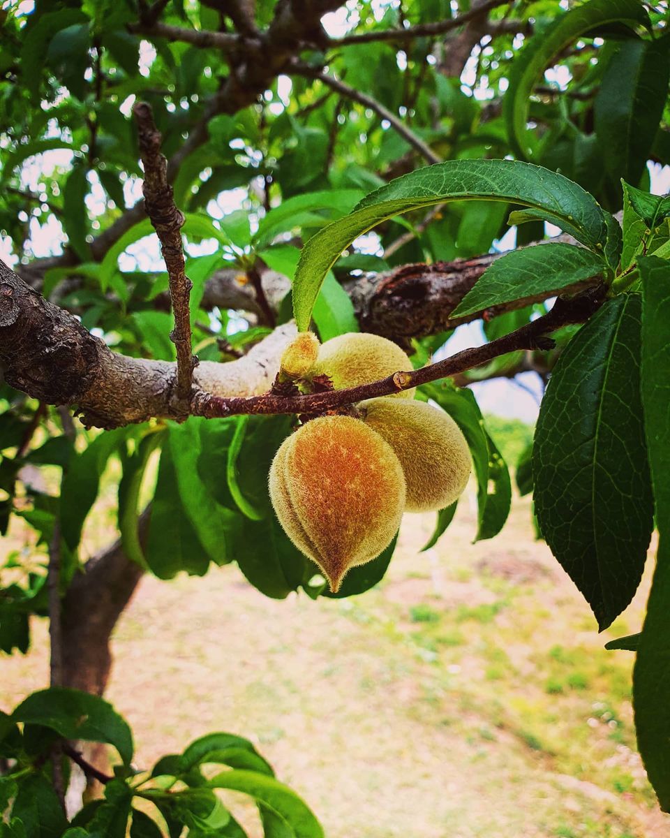 Photo of Work from Mountains: A peaceful farm stay in Himachal Pradesh surrounded by apple orchards by Travelbuddiesforlife_Rk