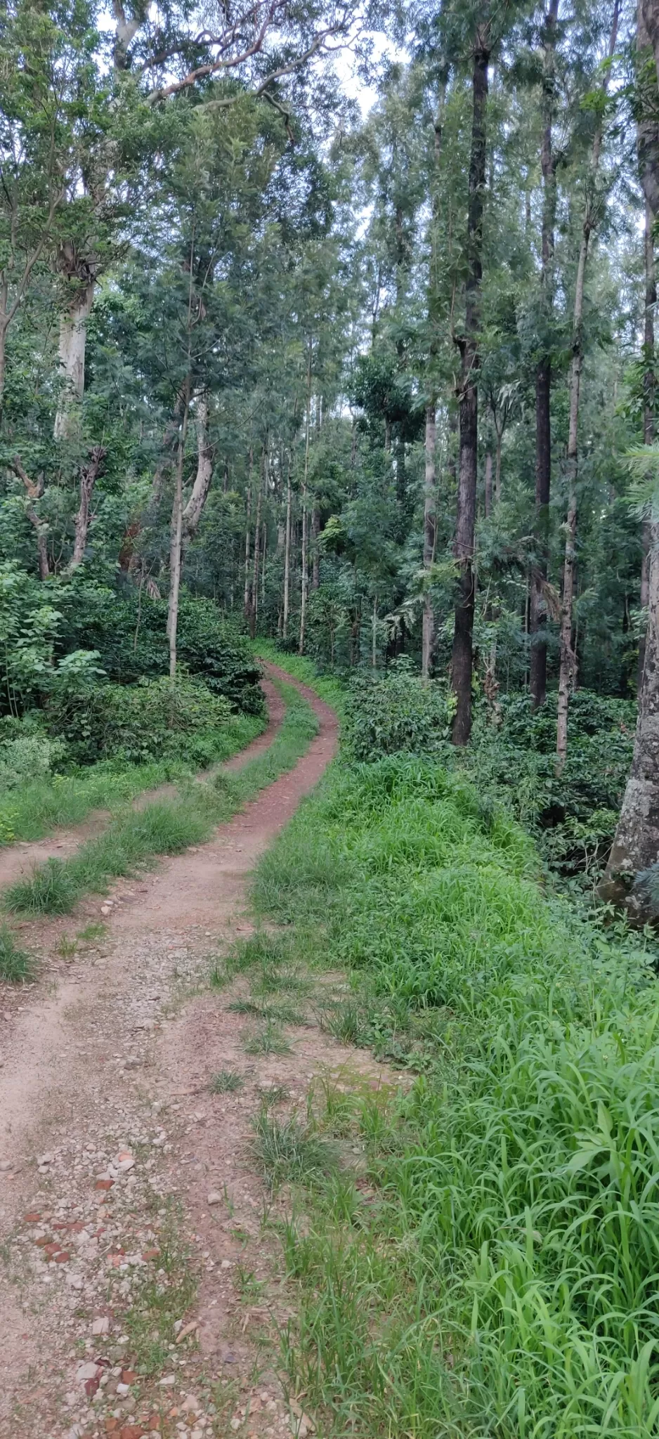 Photo of Rumble in the jungle ???? by Richa Hejal