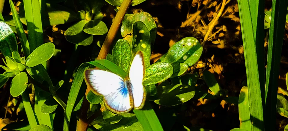 Photo of Rumble in the jungle ???? by Richa Hejal