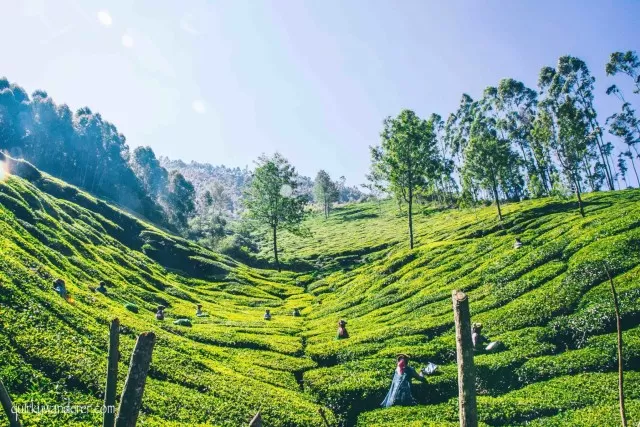 Photo of 30 Photographs explain why Kerala is God's own country by Divyakshi Gupta