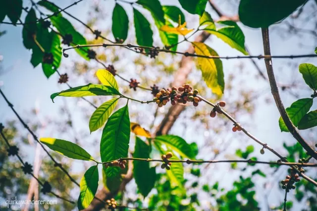 Photo of 30 Photographs explain why Kerala is God's own country by Divyakshi Gupta