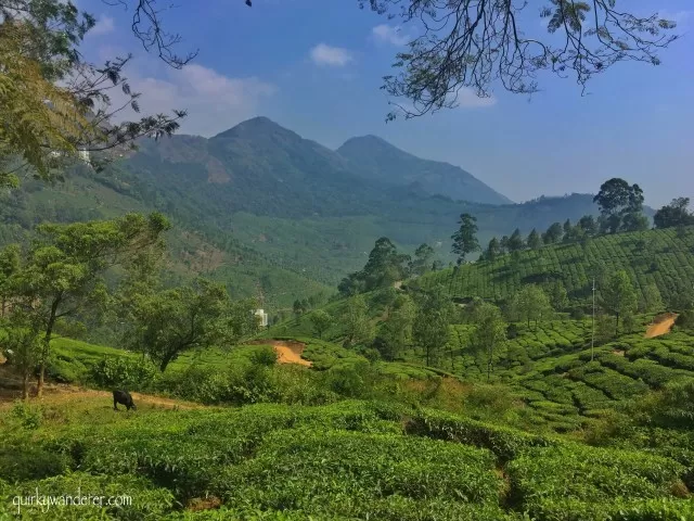 Photo of 30 Photographs explain why Kerala is God's own country by Divyakshi Gupta