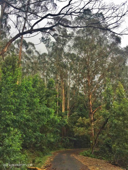 Photo of Offbeat Kodaikanal experiences by Divyakshi Gupta