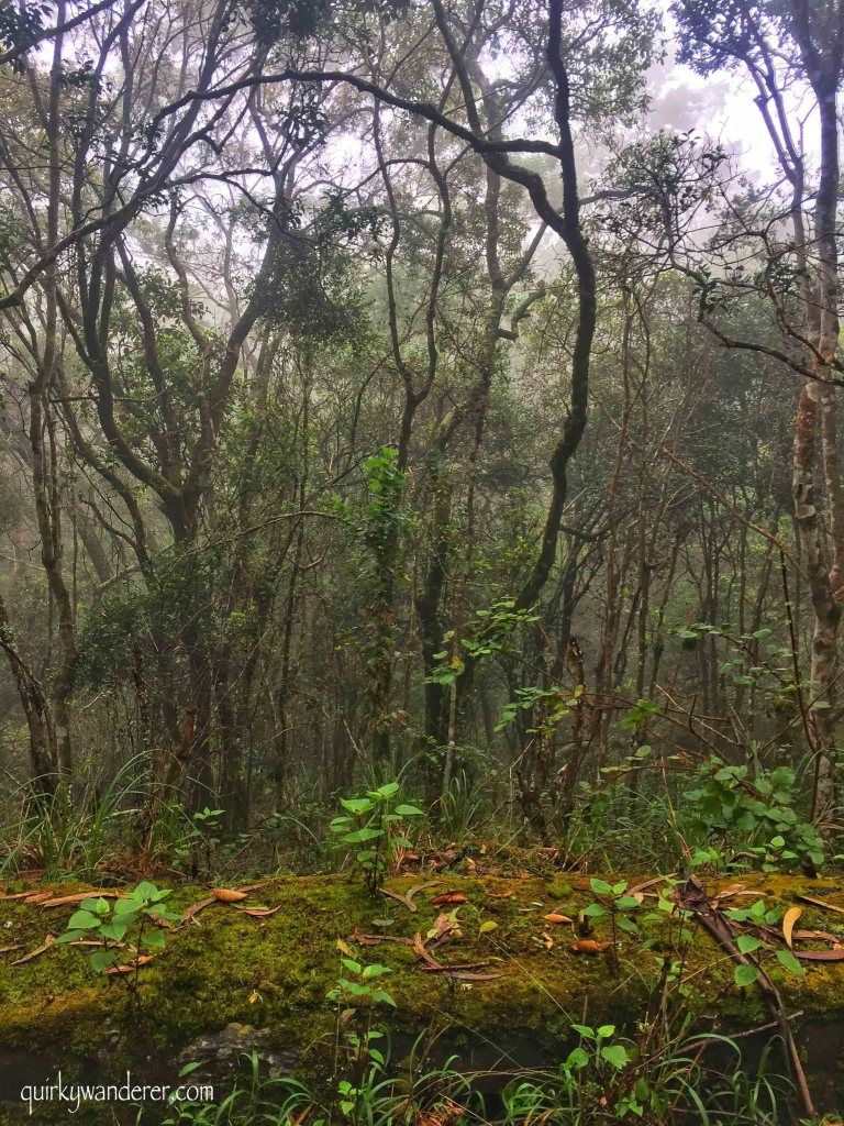 Photo of Offbeat Kodaikanal experiences by Divyakshi Gupta