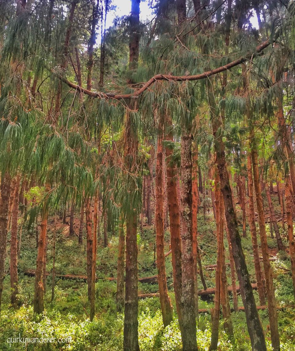 Photo of Offbeat Kodaikanal experiences by Divyakshi Gupta