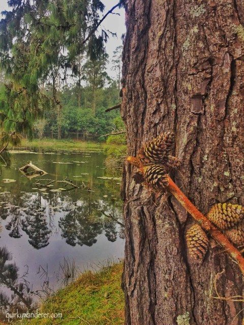 Photo of Berijam Lake, Tamil Nadu by Divyakshi Gupta