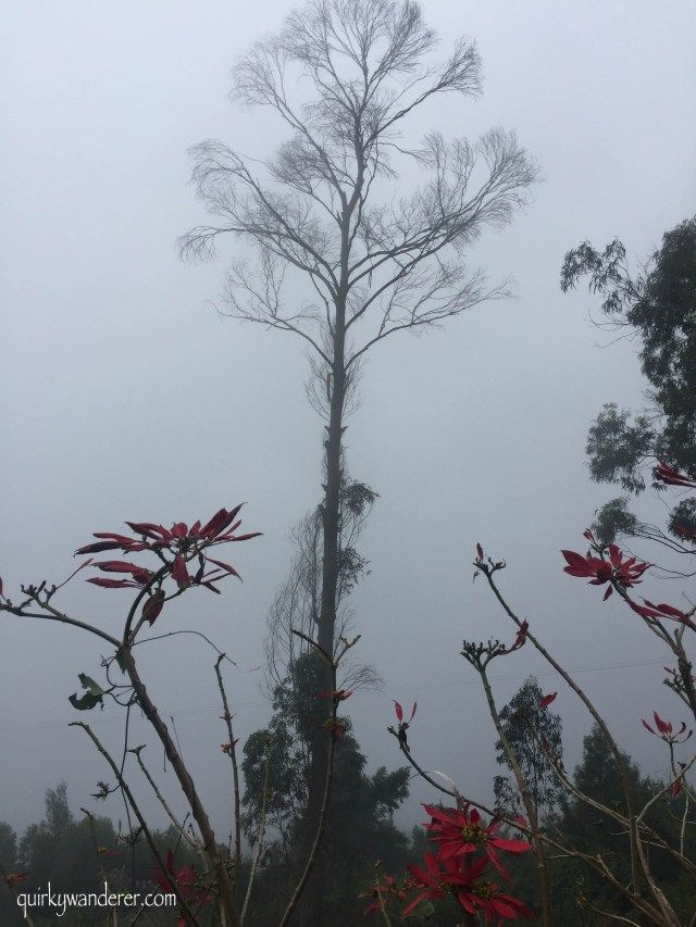 Photo of Coaker's Walk, Kodaikanal, Tamil Nadu, India by Divyakshi Gupta