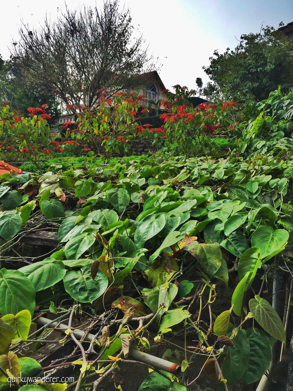 Photo of Offbeat Kodaikanal experiences by Divyakshi Gupta