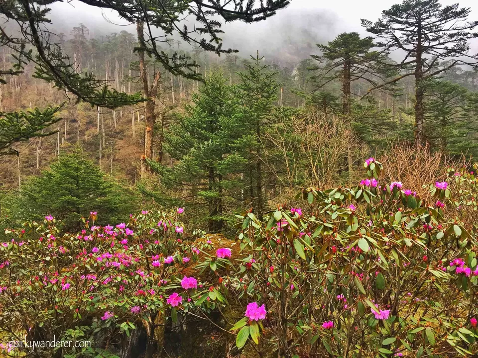 Photo of Yumthang Valley DarkDragon Road, Yumthang, Sikkim, India by Divyakshi Gupta