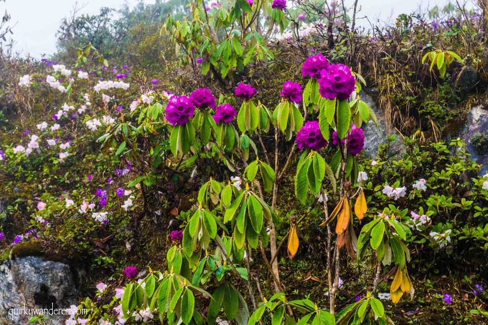 Photo of The Paradise Called Yumthang Valley by Divyakshi Gupta