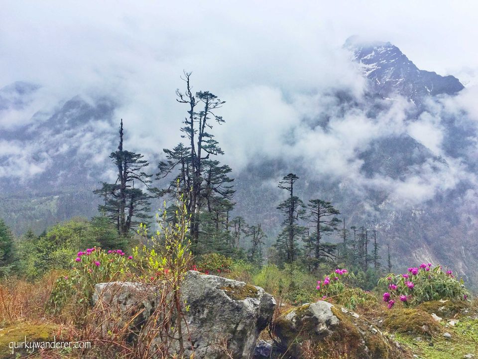 Photo of The Paradise Called Yumthang Valley by Divyakshi Gupta