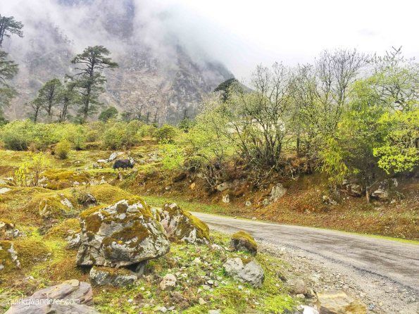 Photo of The Paradise Called Yumthang Valley by Divyakshi Gupta